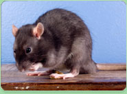 rat control Harmondsworth